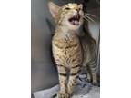 Adopt Miso a Brown Tabby Domestic Shorthair / Mixed Breed (Medium) / Mixed