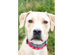 Adopt Biscuiteer a Brindle Golden Retriever / Mixed Breed (Medium) / Mixed