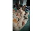 Adopt Little Buddy a Brown Tabby Domestic Shorthair / Mixed Breed (Medium) /