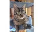 Adopt Tilly a Brown Tabby Domestic Shorthair / Mixed (short coat) cat in