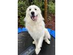 Adopt Yeti a White Great Pyrenees / Mixed dog in Cedar Mountain, NC (41439329)