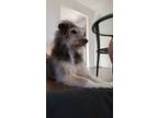 Adopt Obi a Gray/Silver/Salt & Pepper - with White Husky / Bernese Mountain Dog