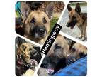 Adopt Hemingway a German Shepherd Dog / Mixed dog in Spring Lake, NC (41294099)