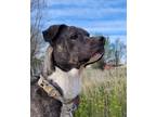 Adopt Cooper aka: Crunch a American Pit Bull Terrier dog in Windsor