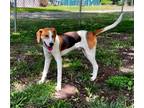 Adopt Joker a Hound (Unknown Type) / Foxhound / Mixed dog in Mineral