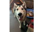 Adopt Steady Eddie a White - with Gray or Silver Alaskan Malamute / Mixed dog in
