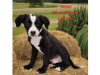 Adopt Scout a Black - with White Labrador Retriever / German Shorthaired Pointer