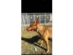 Adopt Phoebe a Red/Golden/Orange/Chestnut - with White Australian Kelpie / Blue