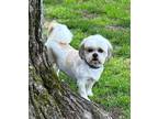 Adopt Natalie a White Shih Tzu / Mixed dog in Wausau, WI (40979218)