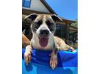 Adopt Dylan a Terrier (Unknown Type, Small) / Mixed dog in Fort mill