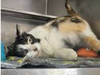 Adopt Rosey a Domestic Shorthair / Mixed cat in Paris, KY (41439286)