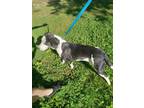 Adopt Lily a Black - with White Mutt / Mixed dog in Bentonville, AR (41439208)