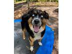 Adopt Mullet a Tricolor (Tan/Brown & Black & White) Australian Shepherd / Mixed