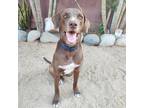 Adopt Griffin a Brown/Chocolate Mixed Breed (Medium) / Labrador Retriever dog in