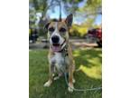 Adopt Sammi a Brown/Chocolate - with White Pumi / Mixed Breed (Medium) dog in