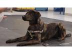 Adopt Ember a Brindle Plott Hound / Mixed Breed (Medium) dog in Lockhart