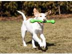 Adopt Mila a White - with Tan, Yellow or Fawn Jack Russell Terrier / Hound