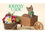 Adopt Johnny Cade a Brown Tabby Domestic Shorthair / Mixed Breed (Medium) /
