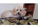 Adopt Bunny a Miniature Poodle dog in East Greenville, PA (40802500)