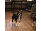 Adopt Kiki + Queenie a Black - with White Jack Russell Terrier / Mixed Breed