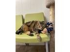 Adopt Leo (fostered in Bellevue) a Brown or Chocolate (Mostly) Domestic
