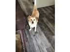 Adopt Jake a Tan/Yellow/Fawn - with White Mutt / Collie / Mixed dog in Canon