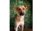 Adopt Rayne a Tan/Yellow/Fawn - with Black German Shepherd Dog / Hound (Unknown