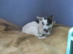 Adopt Millie a White - with Black Jack Russell Terrier / Mixed dog in Toronto