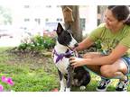 Adopt Bonnie a White Bull Terrier dog in Alvin, TX (40662132)