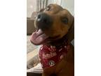 Adopt Scout a Brown/Chocolate Mutt / Mixed dog in Jacksonville, FL (41438949)