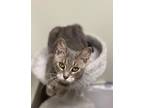 Adopt Selene a Gray, Blue or Silver Tabby American Shorthair (short coat) cat in