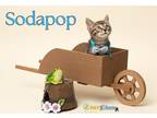 Adopt Sodapop a Brown Tabby Domestic Shorthair / Mixed Breed (Medium) / Mixed