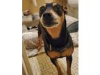 Adopt Rosie a Black Miniature Dachshund / Mixed Breed (Medium) / Mixed (short