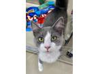 Adopt Enver a Gray or Blue Domestic Longhair / Mixed Breed (Medium) / Mixed