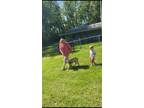 Adopt Sugar a Tan/Yellow/Fawn - with Black Mastiff / Terrier (Unknown Type
