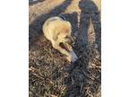 Adopt Pepper a Tan/Yellow/Fawn - with Black Anatolian Shepherd / Mixed dog in