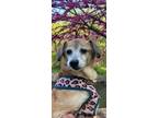 Adopt Eunice a Tan/Yellow/Fawn - with White Dachshund dog in New York
