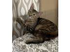 Adopt JESSICA a Gray or Blue (Mostly) Bengal (short coat) cat in Framingham