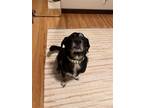 Adopt Sebastian a Black - with White Beagle / Catahoula Leopard Dog / Mixed dog