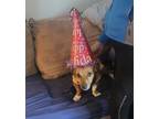 Adopt Izzy a Red/Golden/Orange/Chestnut - with White Corgi / Jack Russell