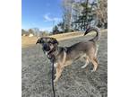 Adopt Josie a Tan/Yellow/Fawn - with White Basset Hound / Shepherd (Unknown