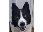 Adopt Maverick a Black - with White Husky / Mixed dog in Lincoln, NE (41195961)