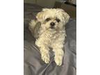 Adopt Cutie a Tan/Yellow/Fawn Shih Tzu / Mixed dog in Lincoln, NE (41285603)