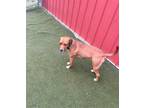 Adopt Coco a Red/Golden/Orange/Chestnut Rhodesian Ridgeback / Mixed dog in