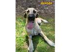 Adopt Ginger a Tan/Yellow/Fawn Great Dane / Mixed Breed (Medium) / Mixed (short
