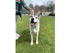 Adopt Timber a Merle Husky / Mixed Breed (Medium) / Mixed (short coat) dog in