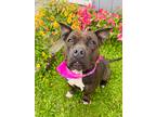 Adopt Tabla a Black Mixed Breed (Small) / Mixed Breed (Medium) / Mixed (short