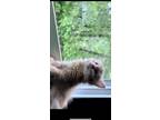 Adopt Mac a Orange or Red Tabby Tabby / Mixed (medium coat) cat in South