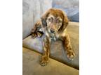 Adopt Ned Flanders a Brindle Border Collie / Cocker Spaniel / Mixed dog in