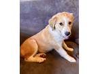 Adopt Lisa Simpson a Tan/Yellow/Fawn - with White Border Collie / Cocker Spaniel